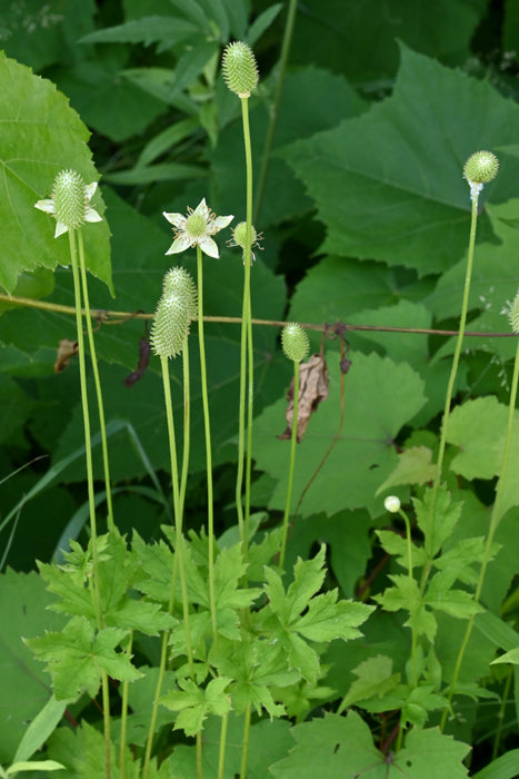 Seed Pack - Tall Thimbleweed (Anemone virginiana)