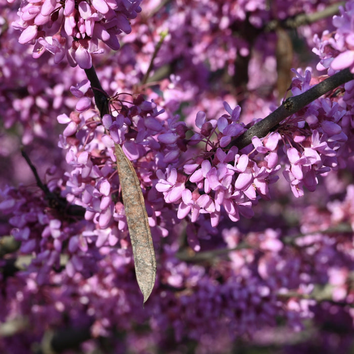Redbud (Cercis canadensis)