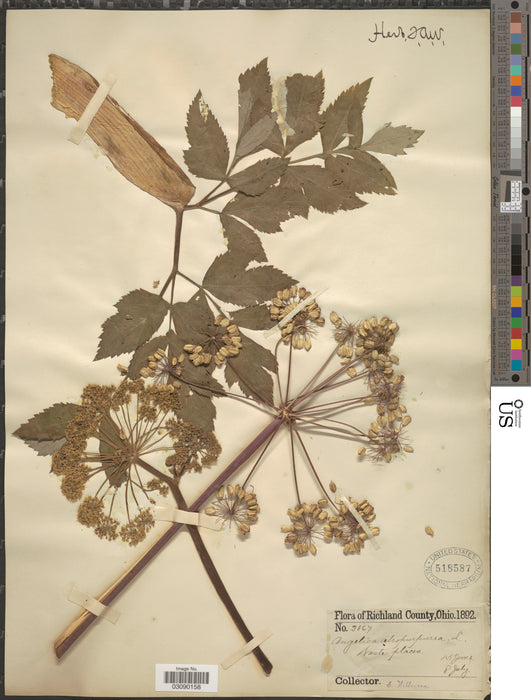 Great Angelica (Angelica atropurpurea) 2x2x3" Pot