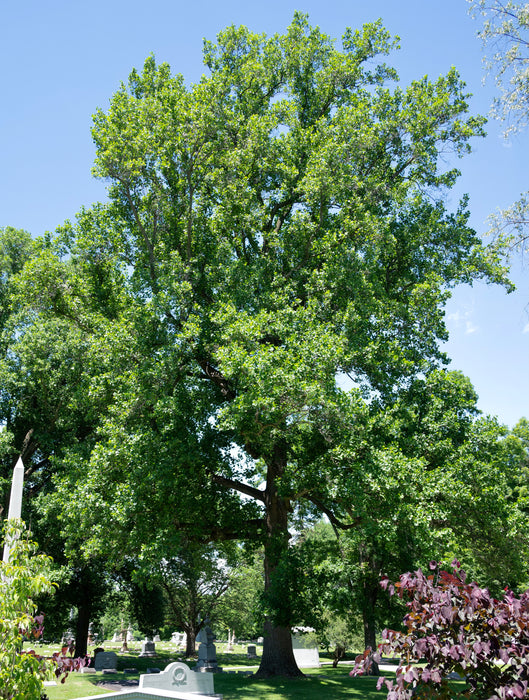 Tulip Poplar (Liriodendron tulipifera)
