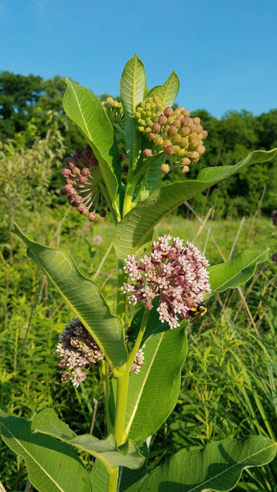 Seed Pack - Common Milkweed (Asclepias syriaca)