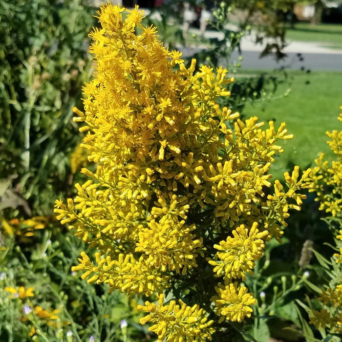 Showy Goldenrod (Solidago speciosa) 1 GAL