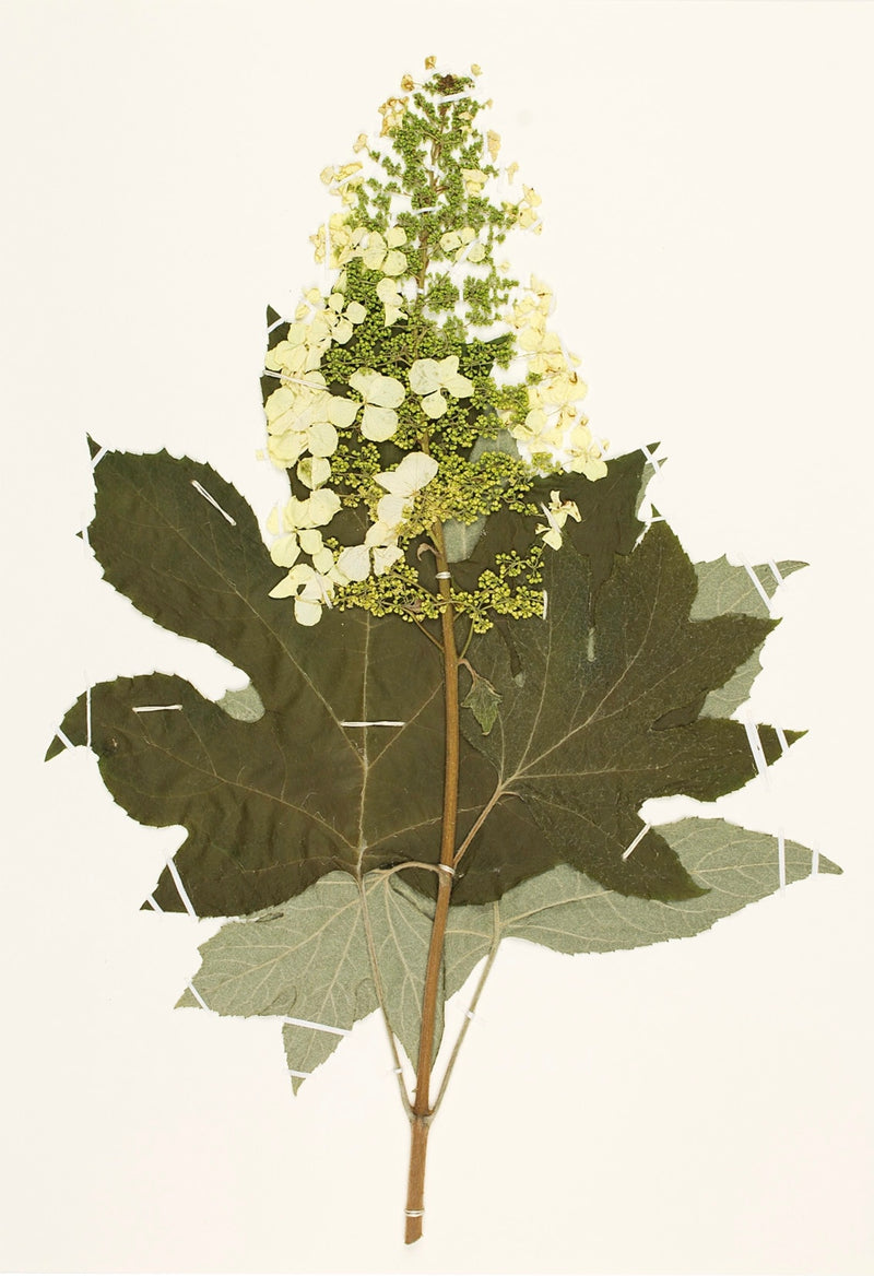 Oakleaf Hydrangea (Hydrangea quercifolia)