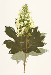 Oakleaf Hydrangea (Hydrangea quercifolia)