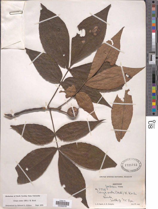 Shagbark Hickory (Carya ovata)