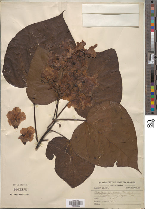 Northern Catalpa (Catalpa speciosa)