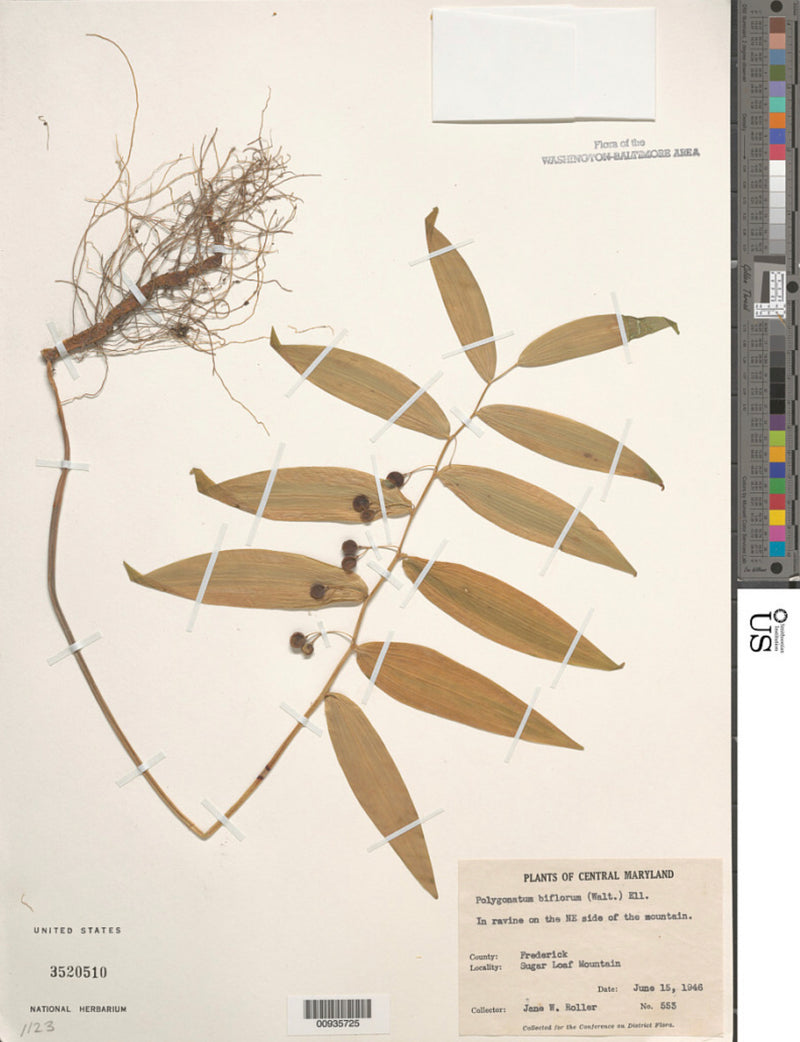 Solomon’s Seal (Polygonatum biflorum) BARE ROOT - SHIPS BEGINNING WEEK OF 12/2