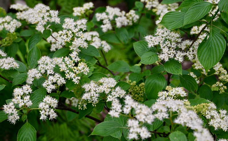 Pagoda Dogwood (Cornus alternifolia)