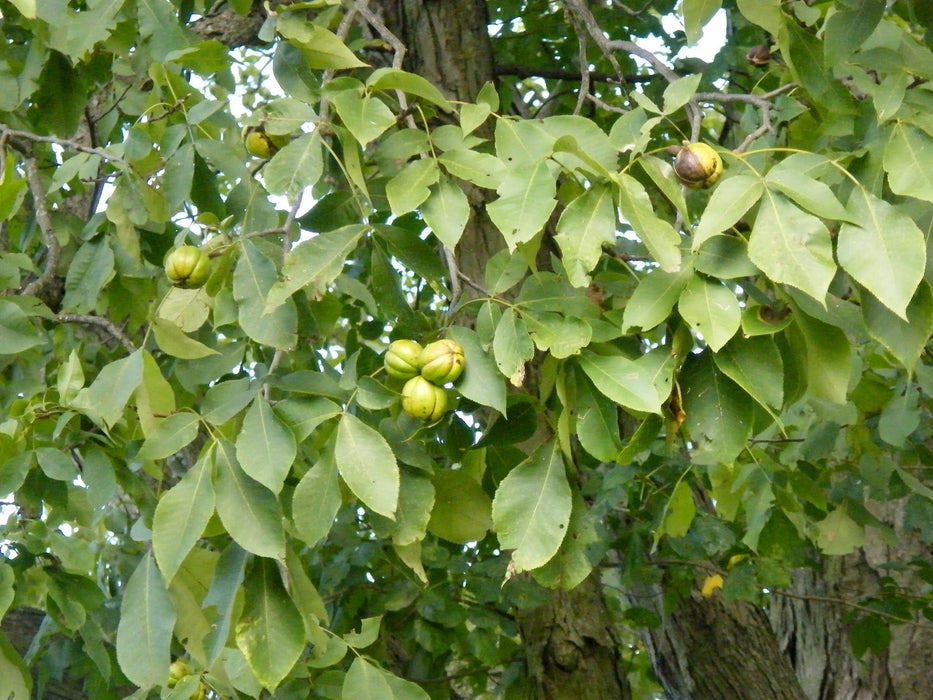 Shagbark Hickory (Carya ovata)