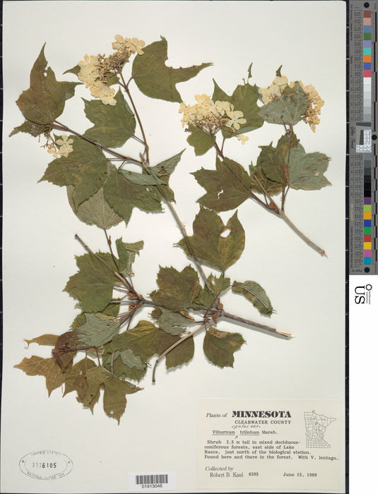 American Highbush Cranberry (Viburnum opulus var. americanum)