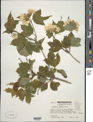 American Highbush Cranberry (Viburnum opulus var. americanum)