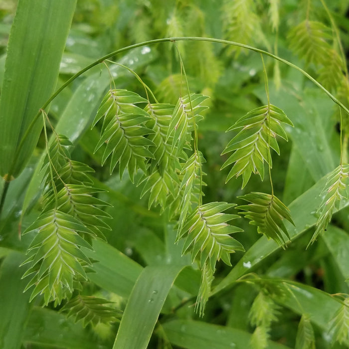 Northern Sea Oats (Chasmanthium latifolium) 2x2x3" Pot