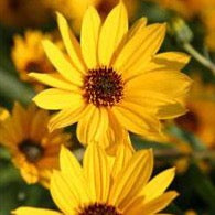 Showy Sunflower (Helianthus pauciflorus)