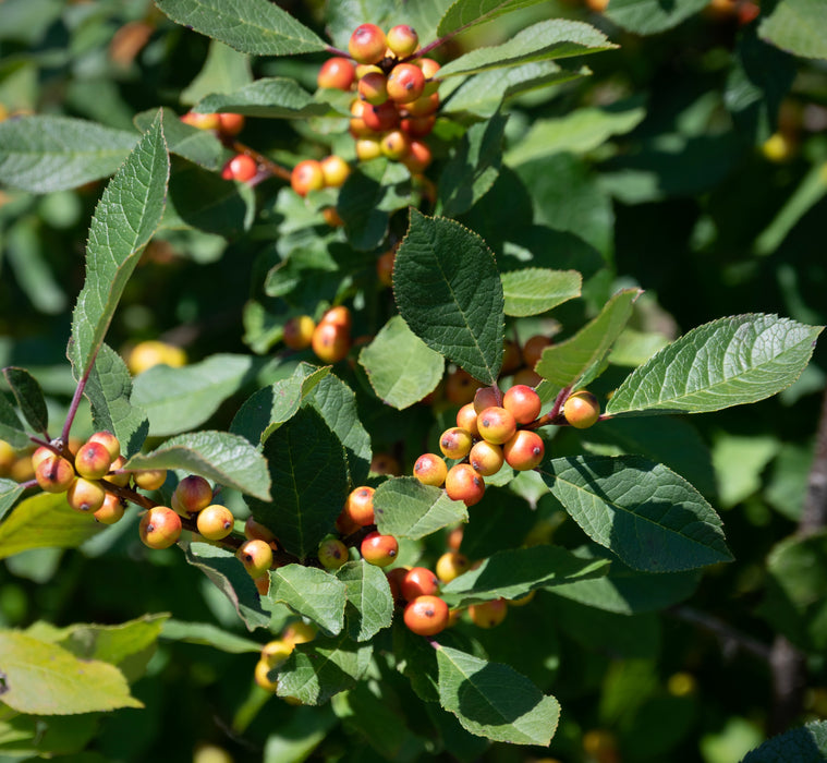Winterberry Holly (Ilex verticillata)