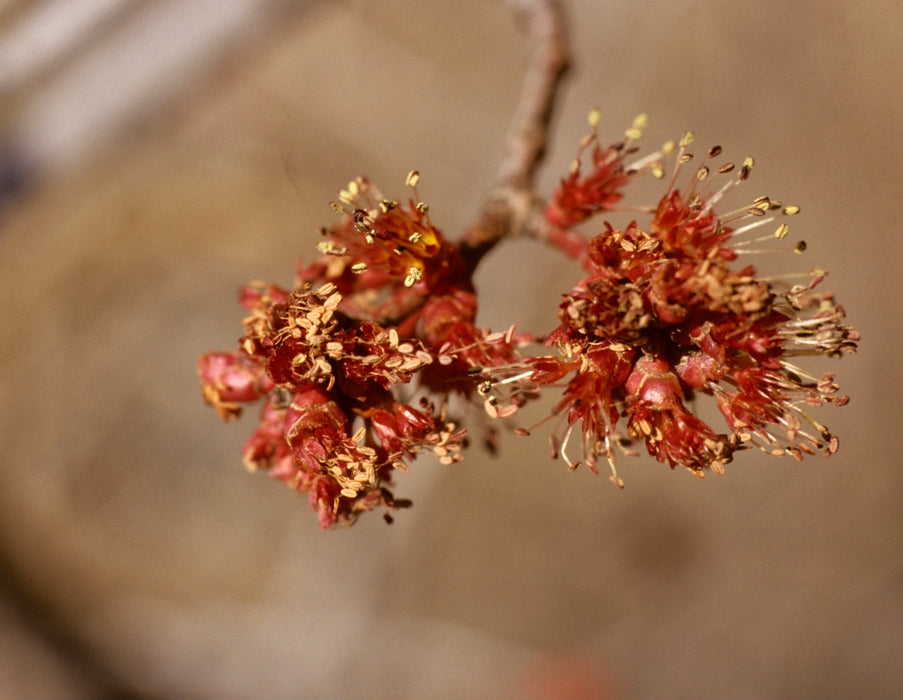 Red Maple (Acer Rubrum)