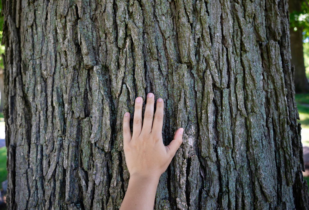 Bur Oak (Quercus macrocarpa)