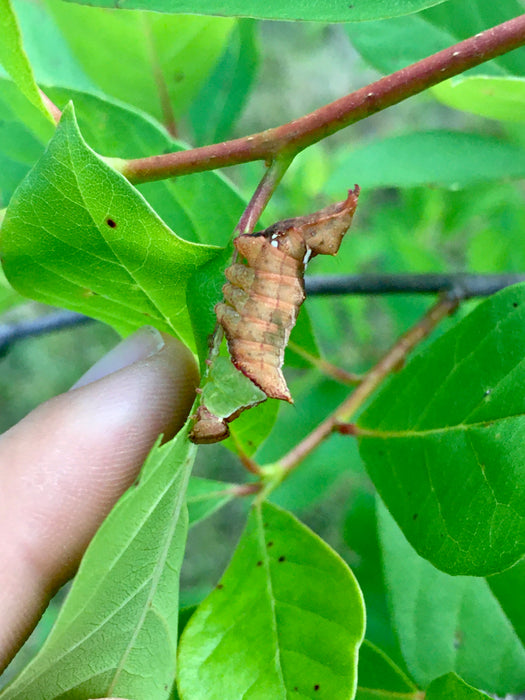 Black Gum (Nyssa sylvatica)