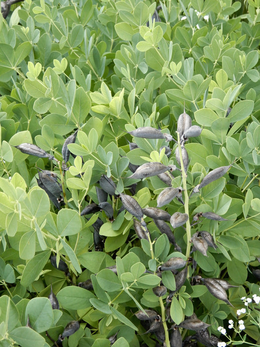 Blue False Indigo (Baptisia australis) 2x2x3" Pot