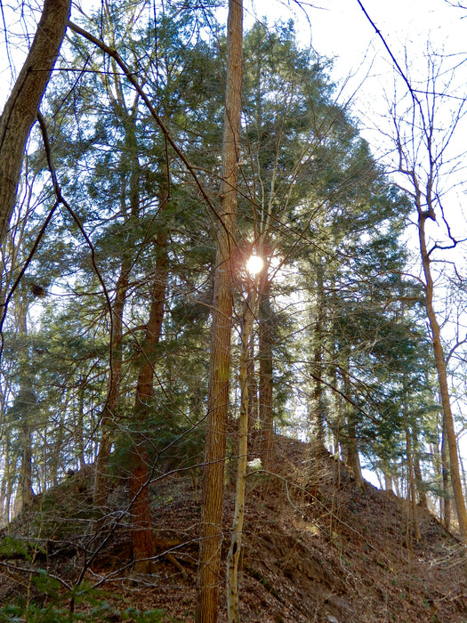 Canadian Hemlock (Tsuga canadensis) 1 GAL