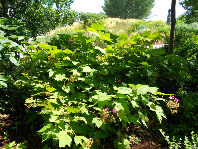 Purple Flowering Raspberry (Rubus odoratus)