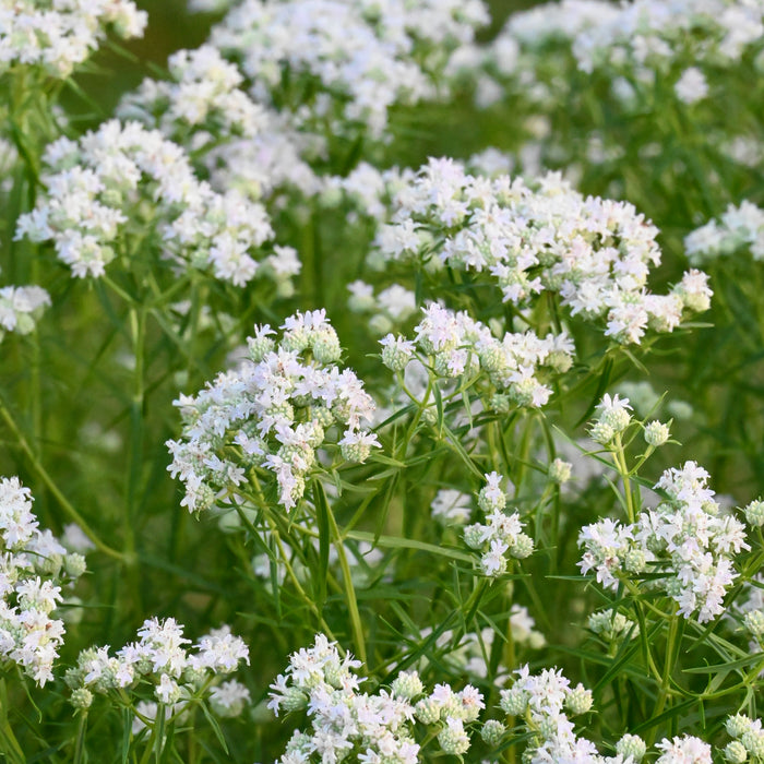 Narrowleaf Mountain Mint (Pycnanthemum tenuifolium) 2x2x3" Pot