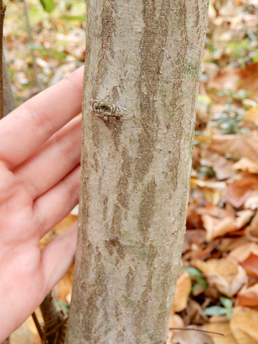 American Hornbeam (Carpinus caroliniana)