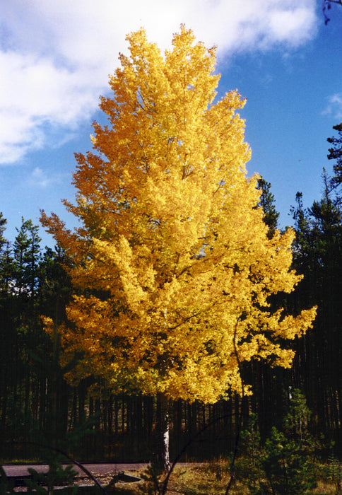 Quaking Aspen (Populus tremuloides)