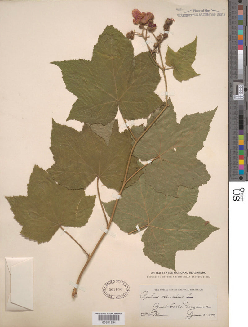 Purple Flowering Raspberry (Rubus odoratus)