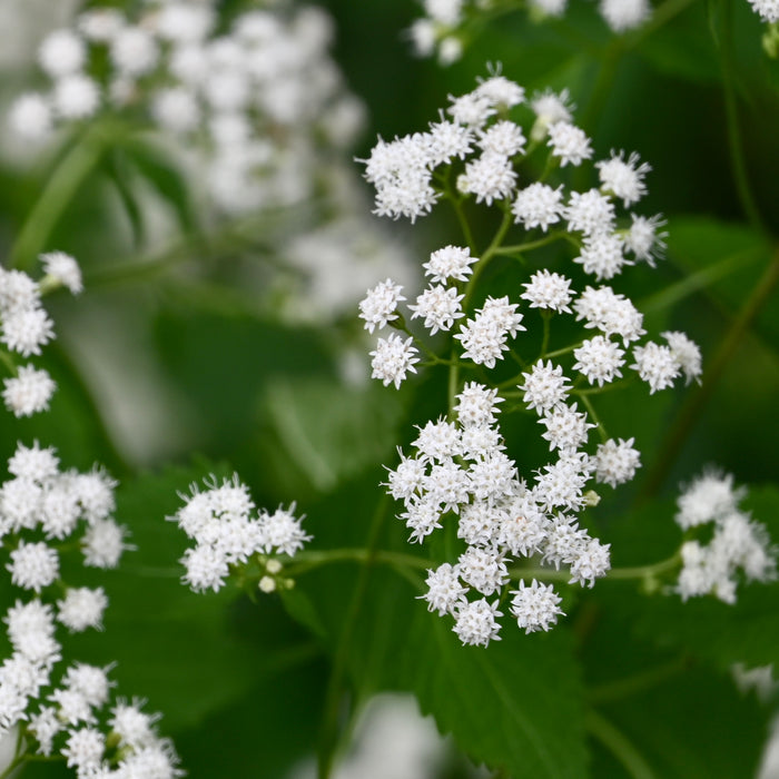 White Snakeroot (Ageratina altissima) 2x2x3" Pot