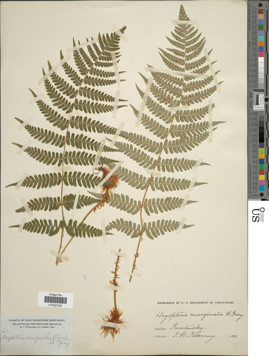 Marginal Wood Fern (Dryopteris marginalis)