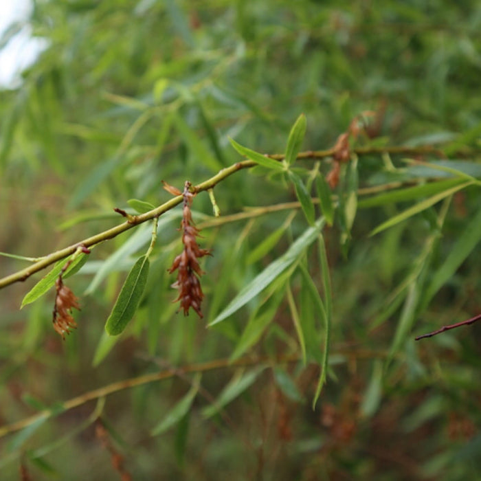 Black Willow (Salix nigra)