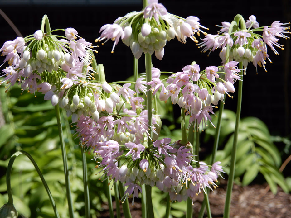 Nodding Wild Onion (Allium cernuum) 2x2x3" Pot