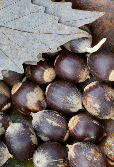 Chinquapin Oak (Quercus muehlenbergii)