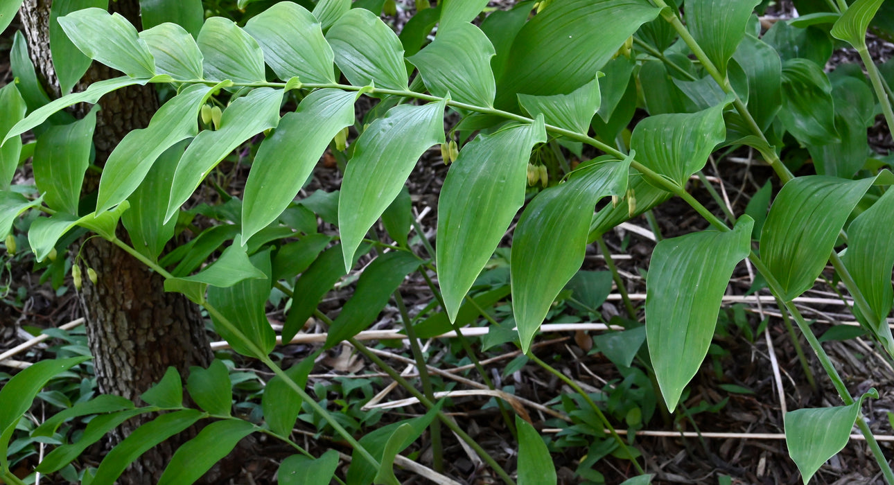 Solomon’s Seal (Polygonatum biflorum) BARE ROOT