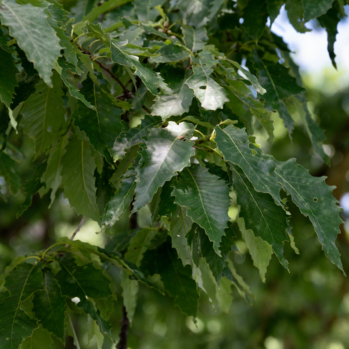 Chinquapin Oak (Quercus muehlenbergii)