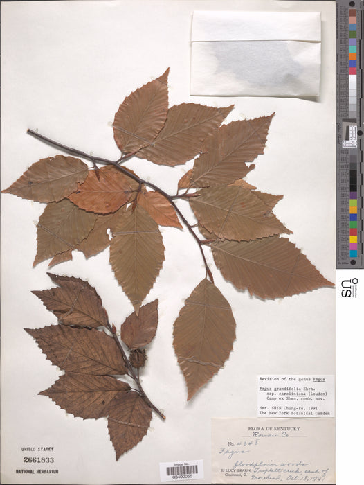 American Beech (Fagus grandifolia)