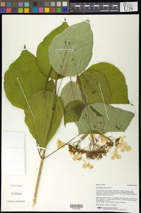 Smooth Hydrangea (Hydrangea arborescens)