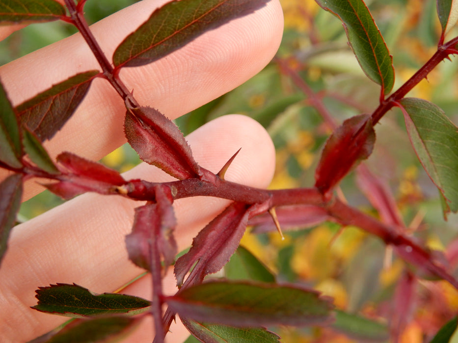 Swamp Rose (Rosa palustris)