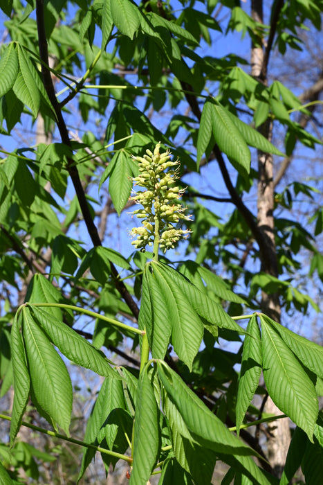 Ohio Buckeye (Aesculus glabra)