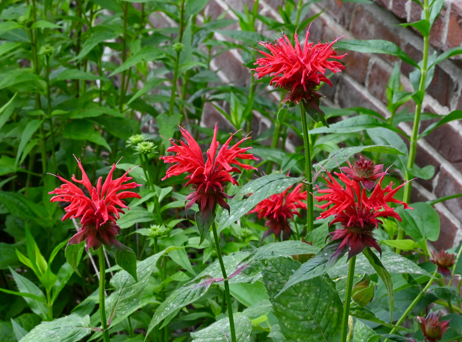 Scarlet Bee Balm (Monarda didyma)