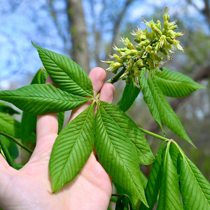 Ohio Buckeye (Aesculus glabra)