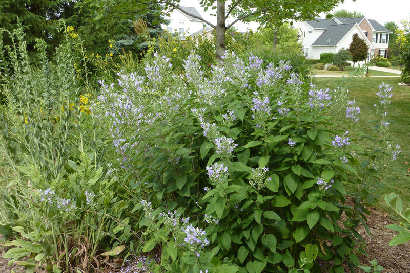 Seed Pack - Hoary [Downy] Skullcap (Scutellaria incana)