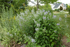 Seed Pack - Hoary [Downy] Skullcap (Scutellaria incana)