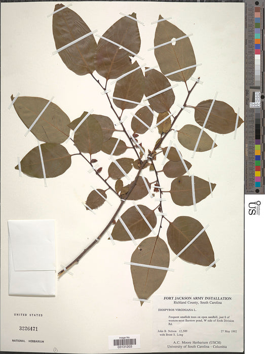 American Persimmon (Diospyros virginiana) 1 GAL