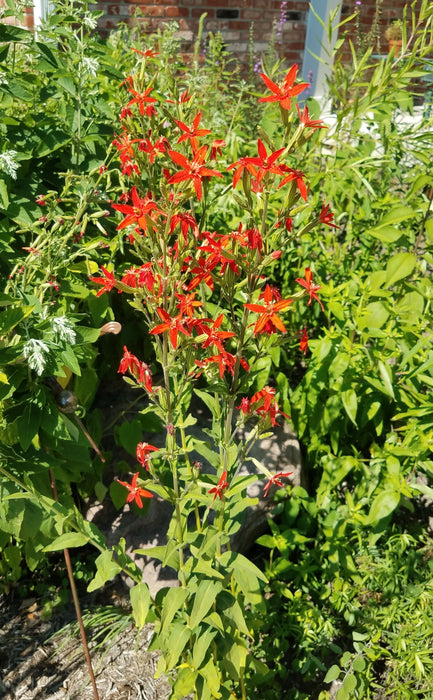 Royal Catchfly (Silene regia) 2x2x3" Pot