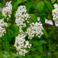 Blackhaw Viburnum (Viburnum prunifolium)