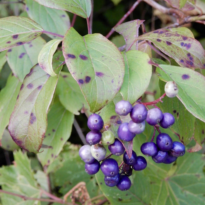Silky Dogwood (Cornus amomum)
