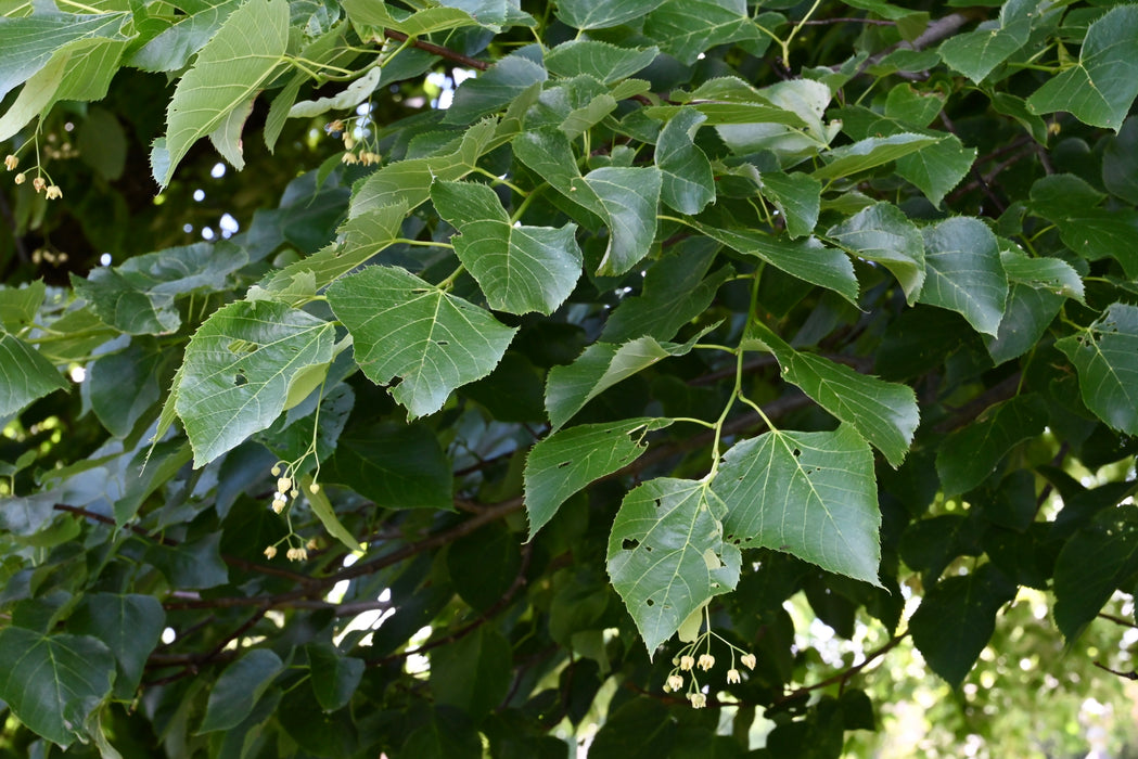 American Basswood (Tilia americana)