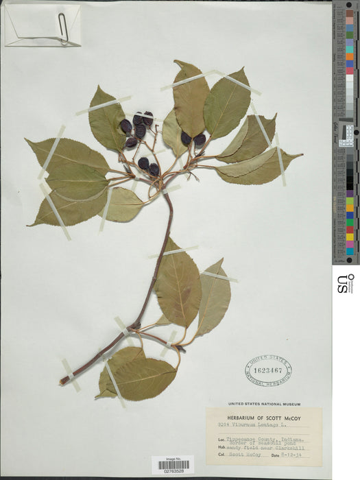 Nannyberry Viburnum (Viburnum lentago)