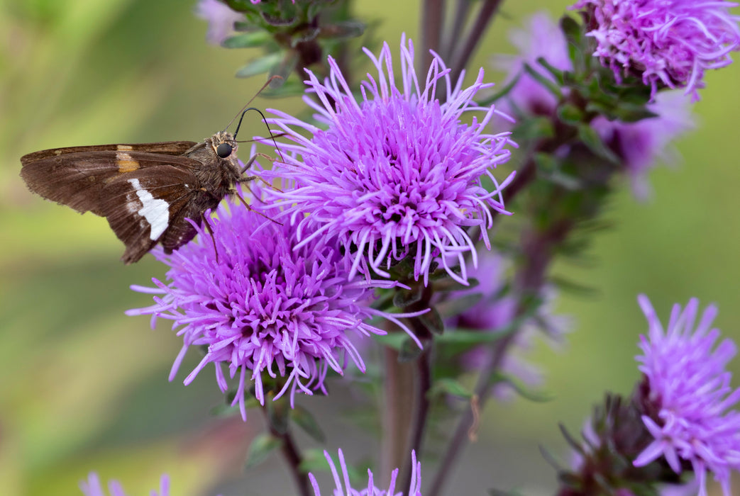 Seed Pack - Northern Blazing Star (Liatris scariosa var. nieulandii)